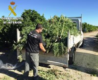 La Guardia Civil desmantela un cultivo de 600 plantas de marihuana en un campo de naranjos en Manuel