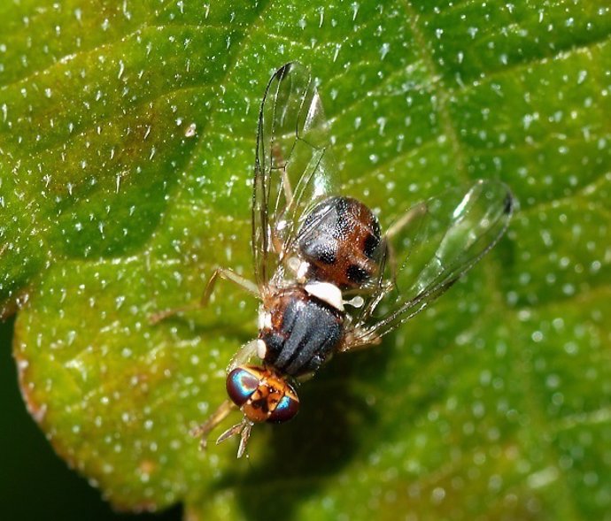 La mosca Bactrocera oleae, la principal plaga del olivo