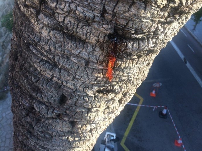 Palmera afectada por el picudo rojo