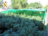 La Guardia Civil desmantela dos plantaciones de marihuana en Almendral y Arroyo de San Serván y detiene a tres personas
