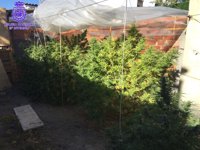 Tres detenidos y dos invernaderos de marihuana desmantelados en Aldeamayor (Valladolid)