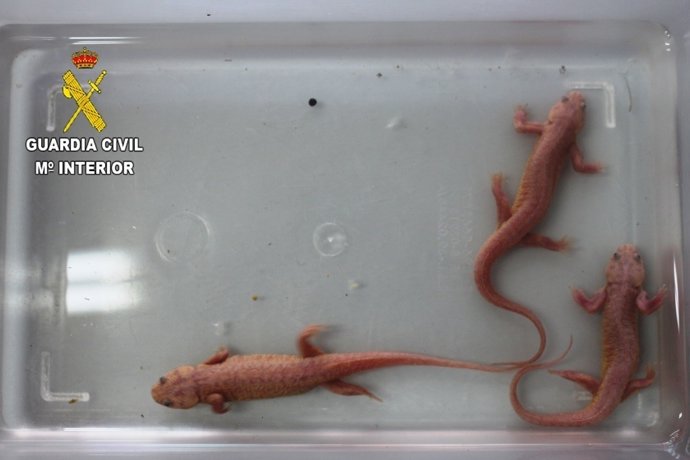 Remitiendo Nota De Prensa