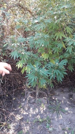 Pequeña plantación de marihuana en la Casa de Campo