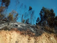 COAG-A avisa de la "complicada" situación del sector agrario y ganadero tras los incendios en Huelva y Sevilla