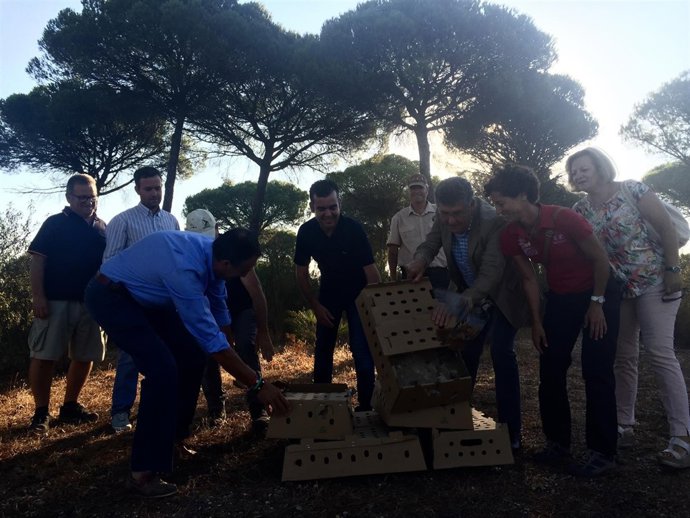 Suelta de perdices en Moguer. 