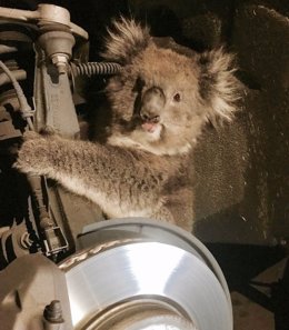 La koala rescatada de un todoterreno en Australia