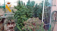 Intervenida una plantación de marihuana en Huércal de Almería en una actuación con dos detenidos
