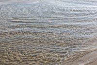 El PP de Oliva insta a "rebelarse" contra la tasa turística y el de Gandia critica que el Consell "hará caja"