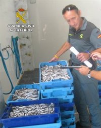 Incautan más de 130 kilos de pescado inmaduro o sin documentación en Callosa de Segura (Alicante)