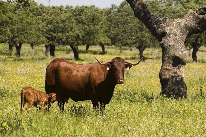 Ternera De Extremadura