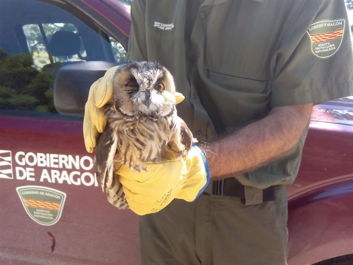Ejemplar de buho chico rescatado en Remolinos.