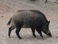 Asaja lamenta que la Junta rechace la caza al salto del jabalí para frenar la tuberculosis