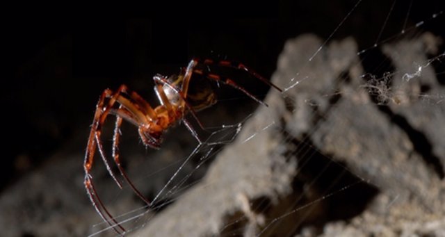 Araña nutrida con grafeno