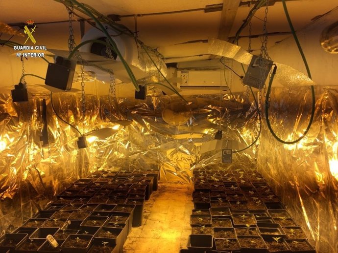 Dos detenidos por cultivar marihuana en viviendas de La Roda