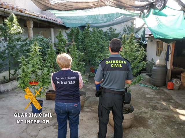 Cultivo de marihuana en Gallegos de Argañán (Salamanca)