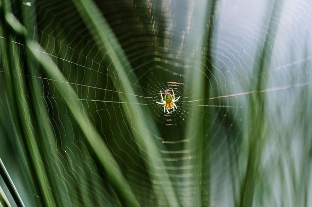 Araña