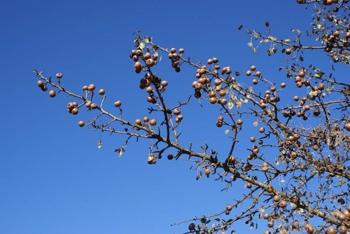 Ramas de piruétano en fruto, Parque Nacional de Doñana