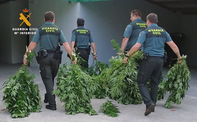 Marihuana intervenida