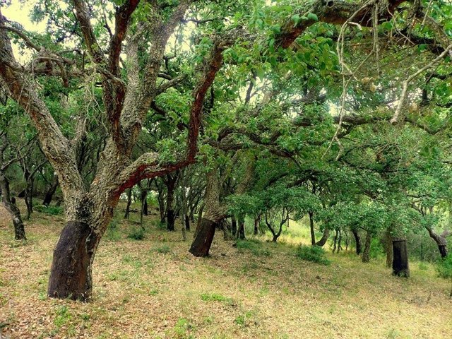 Parque natural de Los Alcornocales