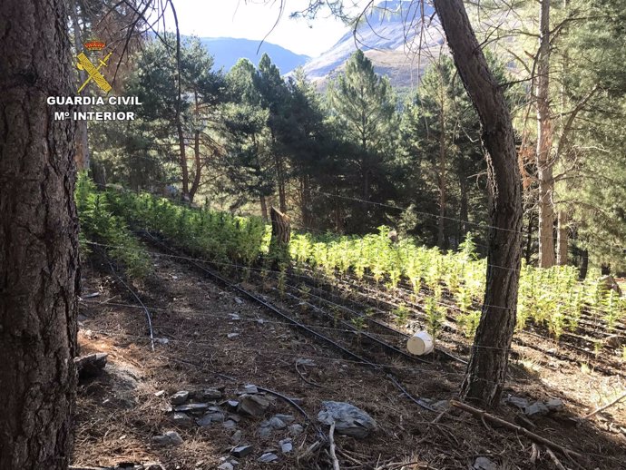 Cultivo de marihuana en el Parque Natural de Sierra Nevada