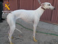Recuperado un galgo que fue robado en Mondéjar y deambulaba por las calles de Cisla