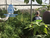 Intervenidos 122 kilos de plantas de marihuana mezcladas con mangos en un invernadero de Los Guájares (Granada)