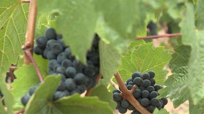 Comienza la vendimia de 2017 en La Rioja