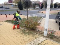 Cs Calvià pide instalar contenedores de poda en determinadas zonas del municipio