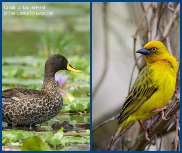 Comparativa evolutiva de tamaños de aves