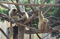 Terra Natura Benidorm aumenta el grupo de gibones de manos blancas con el nacimiento de una cría