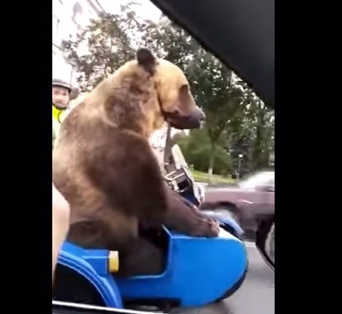 Por la calle se ven cosas raras, pero... ¿un oso en un sidecar?