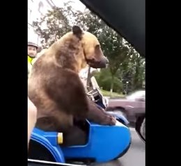 Un oso en un sidecar en Rusia