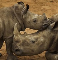 Más de 1.200 rinocerontes mueren cada año a manos de cazadores furtivos y piden que se aplique el CITES, según WWF