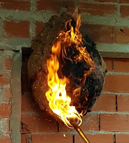 Nido de avispa asiática quemado