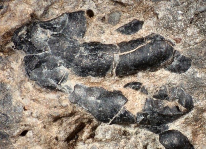 Heces fosilizadas base del estudio