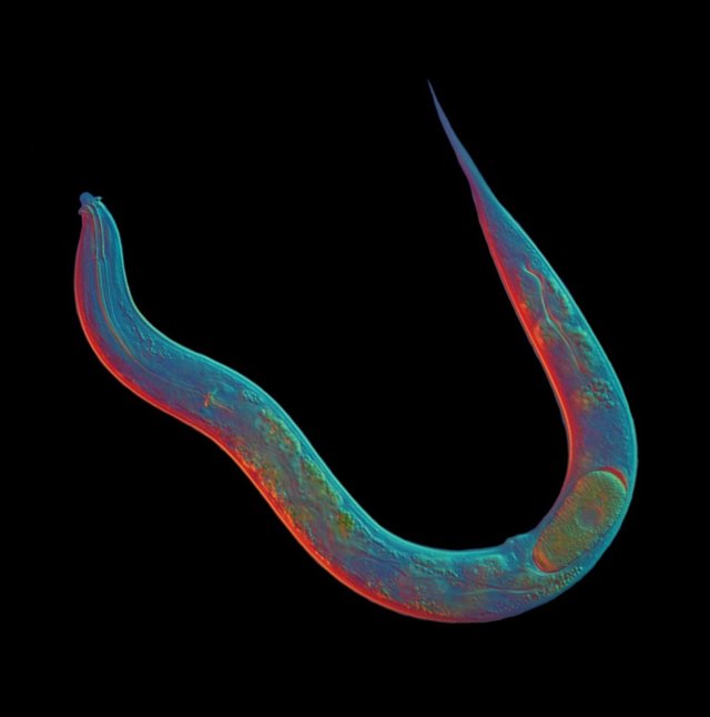 Diploscapter pachys (D. Pachys),