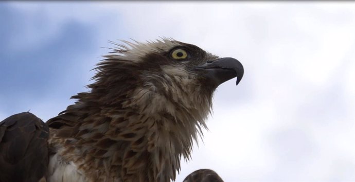 Águila Pescadora