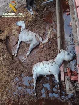 Caballos muertos localizados por la Guardia Civil en Menarguens.
