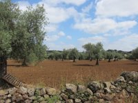 IU pide al Gobierno y a Junta medidas que defiendan al sector de la aceituna de mesa ante la denuncia de dumping en EEUU