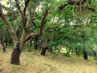 Verdemar felicita a la Junta por el borrador del Plan Estratégico del Alcornocal y el Corcho en Andalucía