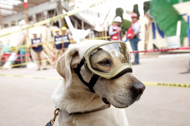 Rescue dog Frida looks on while working after an earthquake in Mexico City, Mexi