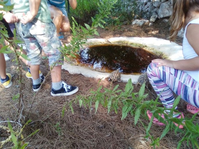 Ejemplares de tortuga mediterránea (Testudo Hermanni)