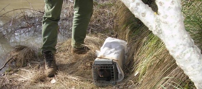 Visón europeo localizado