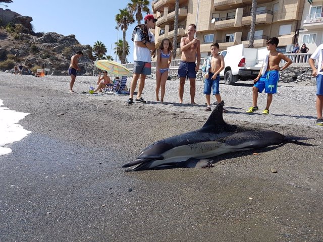 Delfín hallado en una playa de Almuñécar (Granada)