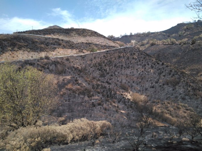 Terreno quemado en el incendio de Gran Canaria