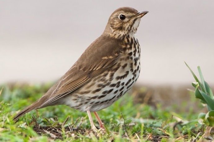 Tordo, Turdus philomelos