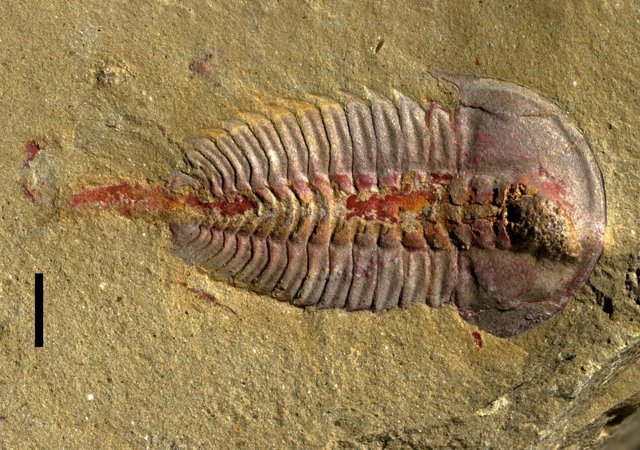  Trilobite Palaeolenus Lantenoisi Examinado En Este Estudio