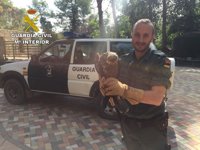 El SEPRONA recupera un ejemplar de milano negro en Brihuega