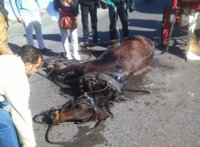 AnimaNaturalis lanza el jueves la campaña 'Stop Galeras' contra la "explotación" de caballos