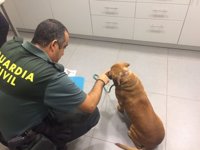 Investigan a dos vecinos de Tui por tener a perros con cadenas incrustadas bajo la piel